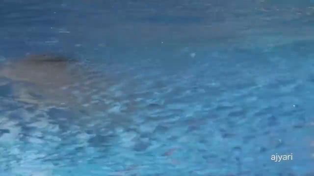 wet blue swimsuit highlight her puffy! Paola Espinosa, the most beautiful diver 02 original смотреть онлайн