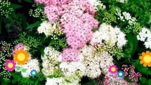 Спирея японская Широбана (Shirobana). Краткий обзор, описание характеристик, где купить саженцы