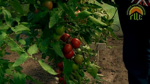 Томаты: Данко, Флажок, Алеся. смотреть онлайн