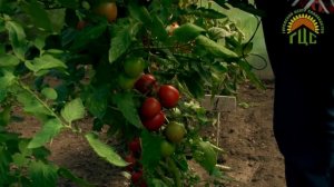 Томаты: Данко, Флажок, Алеся.