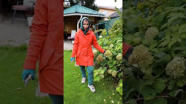 Как обрезать гортензию древовидную смотреть онлайн