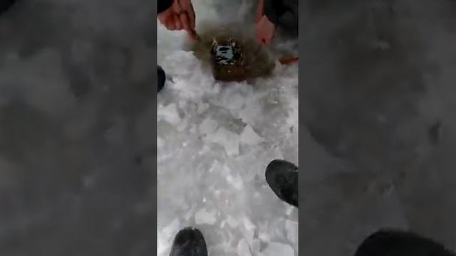 Ловля судака зимой на 9.400кг. В Ульяновске смотреть онлайн