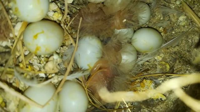 how long do finches take to grow up?/ from day old to adult age #hfk смотреть онлайн