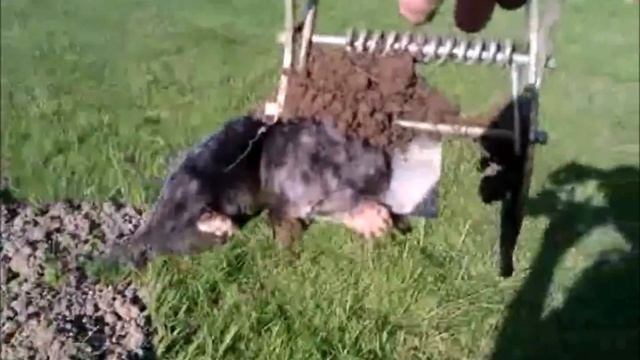 Mole Catcher Dorking - Mole Control смотреть онлайн