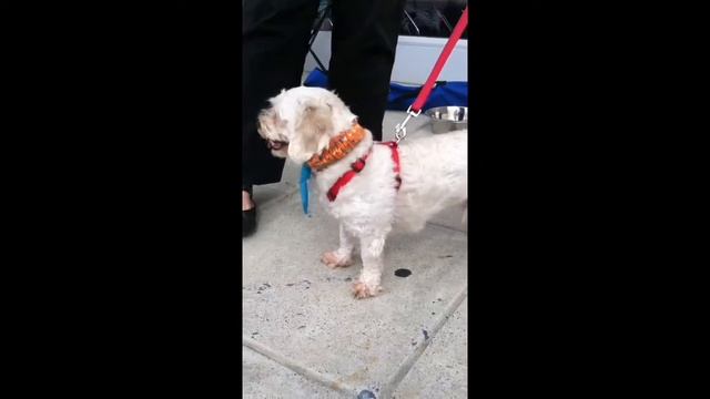 PAW Rescue Maryland: Sage смотреть онлайн