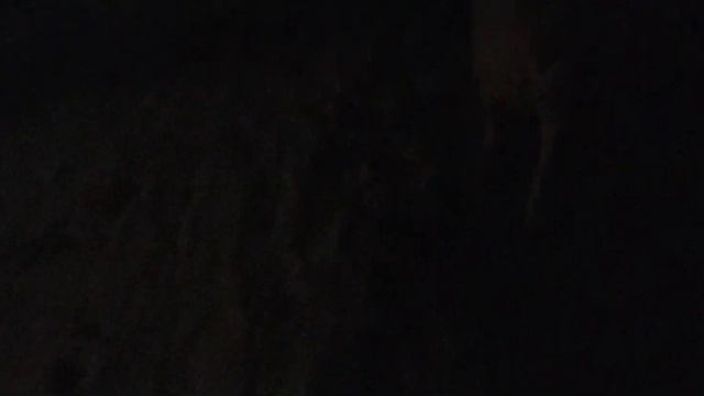 Бультерьер Дэнни Вечер с подружками. Ужин на двоих Bull Terrier Danny Evening with friends смотреть онлайн