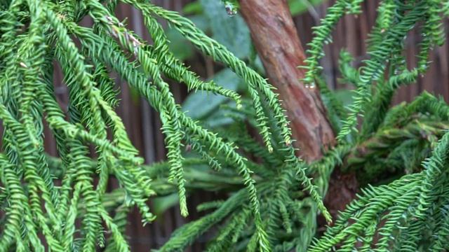 Cryptomeria Japonica 'Rasen', All Twists & Turns