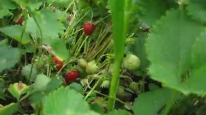 Клубника Лорд поспела