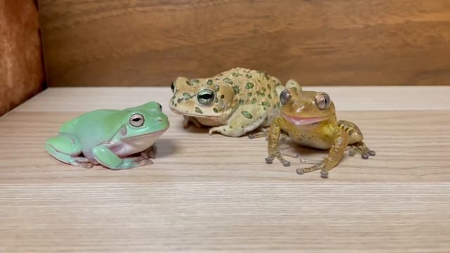 The Moment When A Toad Gets Angry!  [Frog And Toad] Green Toad, Australian Green Tree Frog