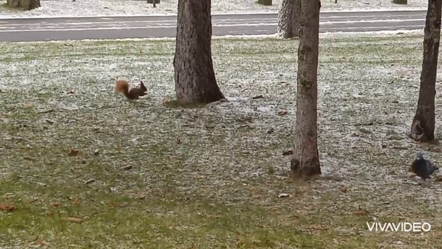 ❄️Жизнь белок и ворон в парке зимой❄️❄️ смотреть онлайн