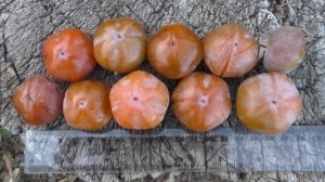 Хурма Виргинская (видовая). Морозостойкая.