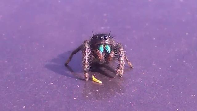 Occupant 256 Esoteric смотреть онлайн