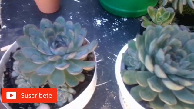 5 NOMBRE DE SUCULENTAS echeverias comunes en 2021 смотреть онлайн