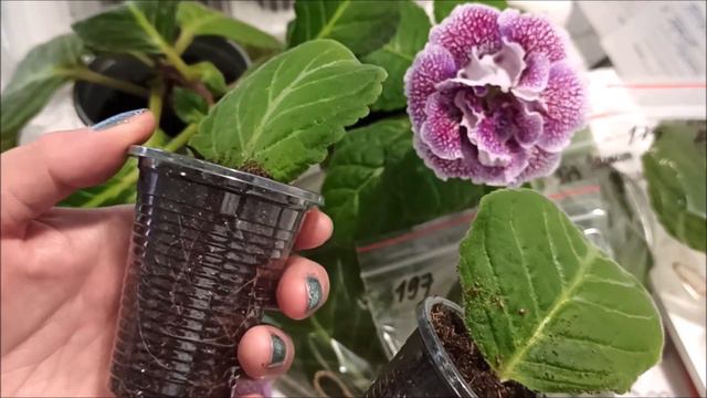 ГЛОКСИНИИ 🌺 Укорененный и свежий лист смотреть онлайн