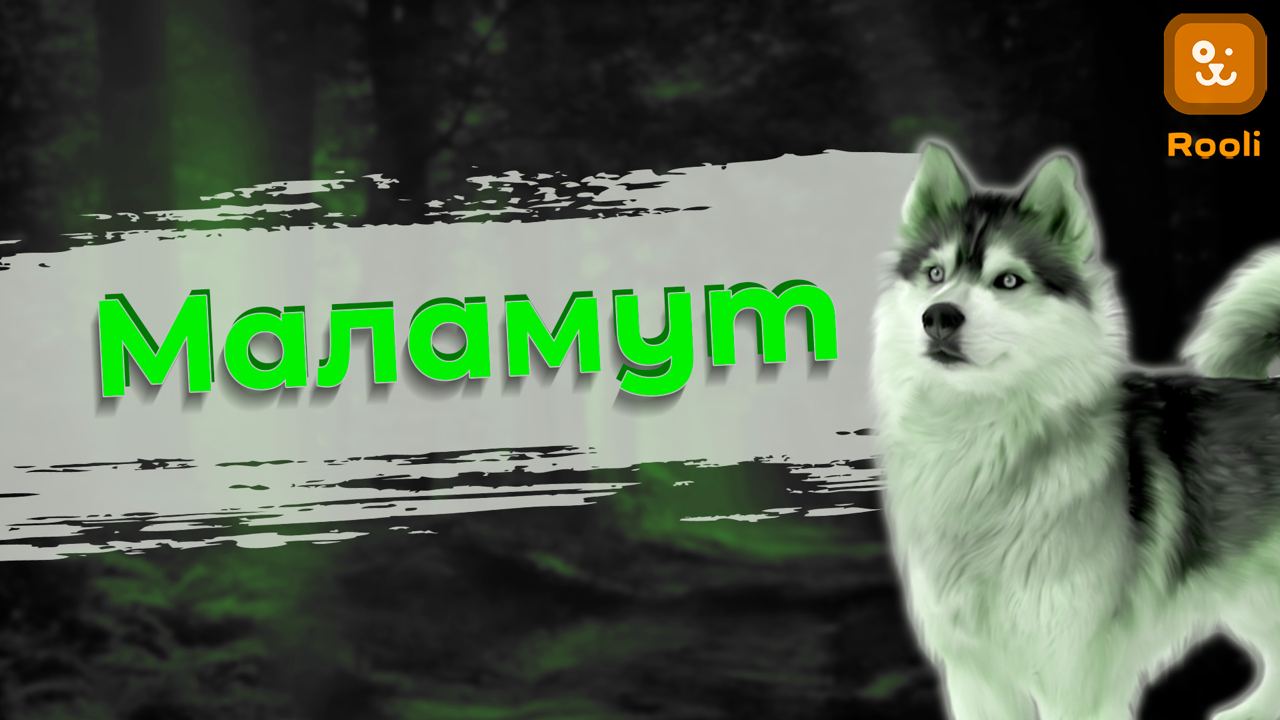 Магия Маламутов: Порода, которая завораживает своим характером смотреть онлайн