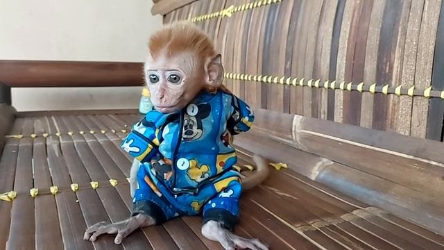 What Is This⁉️ Suspicious❗️Looks So Tempting For This Cute Baby Monkey❗️ смотреть онлайн