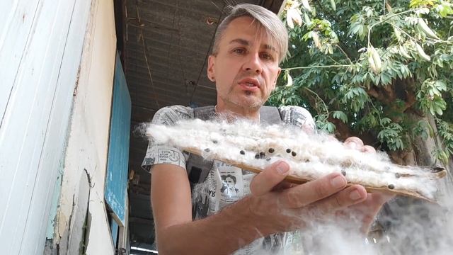 Хлопковое дерево. Ceiba pentandra. смотреть онлайн