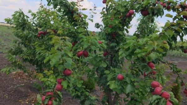 Абрикос Рубиста (Rubista) 27.06.2020 persikovod.com