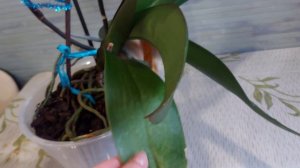 Орхидея Пасадена и БигЛип 🌈 Радуга  🌈  Lianher Rainbow ))) Композиция через год)))