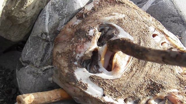 Шок Что за существо море выбросило на берег смотреть онлайн