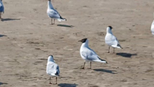 Финский залив, пляж города Сестрорецк. Курортный город под Санкт-Петербургом. смотреть онлайн