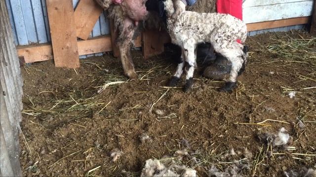 Окот первого ягнёнка и уже проблемы ! смотреть онлайн
