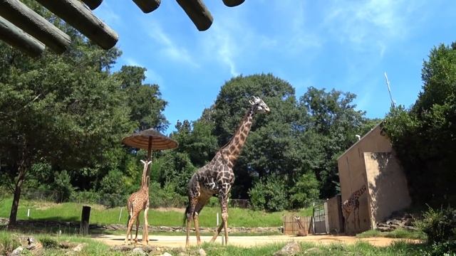 Наконец мы в него попали! Известный зоопарк в Гринвиле Южная Каролина / Выходной в США влог смотреть онлайн