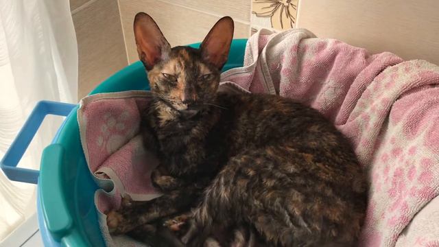Cornish Rex Talking/Кошка Корниш-рекс общается