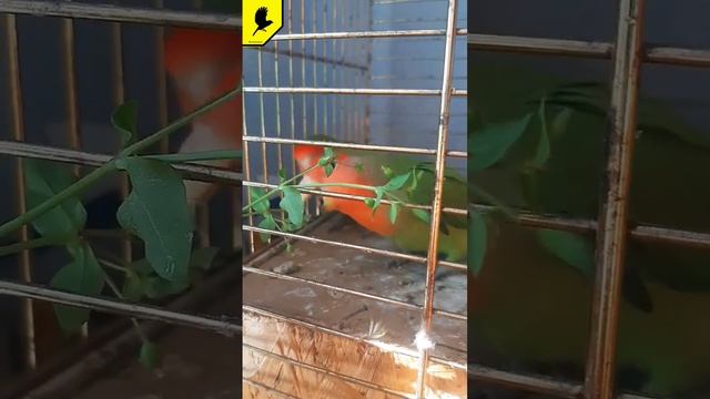 Неразлучники кушают #попугаивидео #попугай #попугаи смотреть онлайн