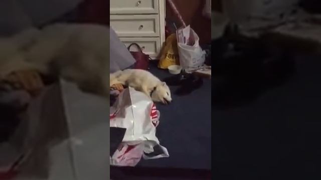 Писец Как Смешно Смеется!ЛУЧШИЙ ПРИКОЛ ЗА НЕДЕЛЮ ? СМЕШНОЙ ПРИКОЛ 2017 ДЕКАБРЬ ? смотреть онлайн