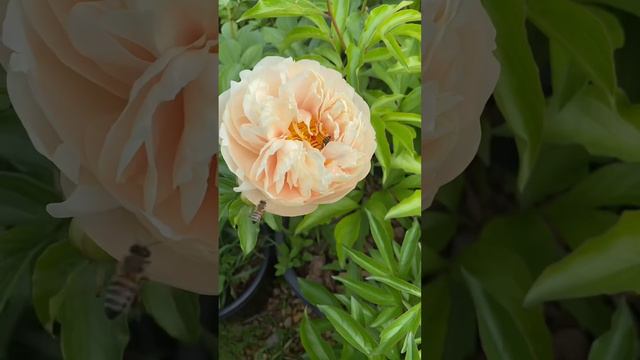 Пион Пастелеганс / Pastelegance #пион #сад смотреть онлайн