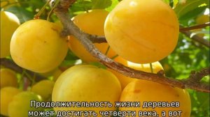 Колоновидная слива