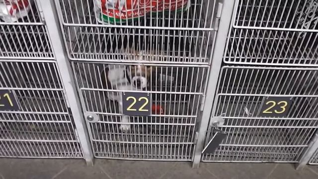 Sobaka v kamere hranenia смотреть онлайн