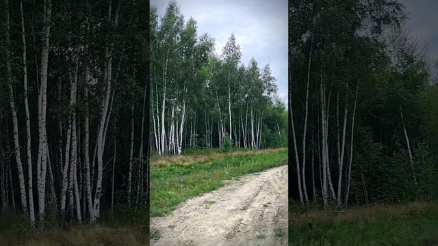 Странный лес