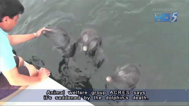 Dolphin bound for Marine Life Park dies en route to Singapore - 22Nov2012 смотреть онлайн