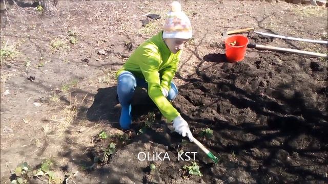 VLOG: Пересаживаю клубнику на даче смотреть онлайн