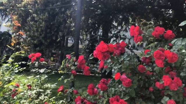 Ялта. Время розового цветения. Сквер,памятник В.И.Ленину. ул.К.Маркса. 03.06.23. Крым.Crimea.Yalta. смотреть онлайн