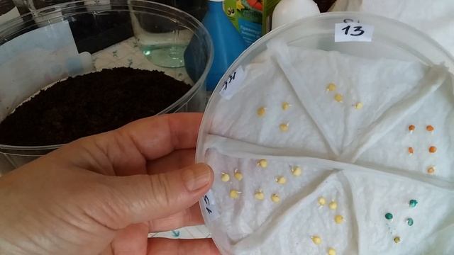 Дезинфекция ПРОРОЩЕННЫХ семян ПЕРЦА и БАКЛАЖАНОВ при посеве. Превикур Энерджи смотреть онлайн