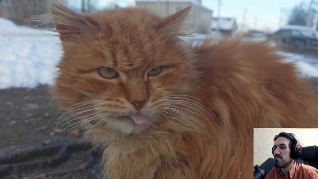 Кормлю бездомного котика Ватсона - Животные Кот 4K смотреть онлайн