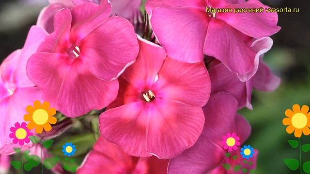Флокс метельчатый Травиата. Краткий обзор, описание характеристик phlox paniculata Traviata смотреть онлайн