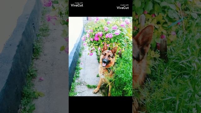 День рождения у немецкой овчарки смотреть онлайн