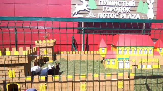 Пушистый городок ТРК Лотос PLAZA. Кролики смотреть онлайн