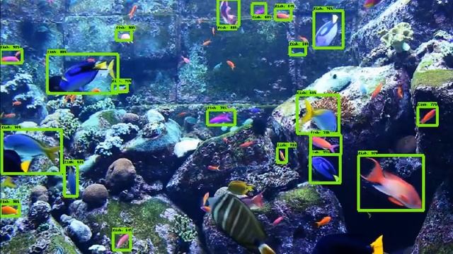 fish detection using tensorflow object detection смотреть онлайн