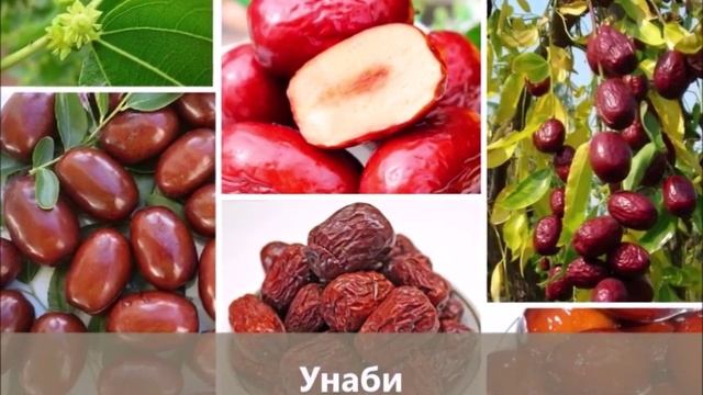 Открыт прием заявок на саженцы с ОКС: секуи, яблони с красной мякотью, унаби и др.! смотреть онлайн