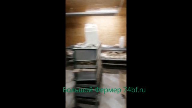 Клетка для бройлеров "Сестра итальянки" на 9 голов 120 см трехсекционная Большой Фермер смотреть онлайн