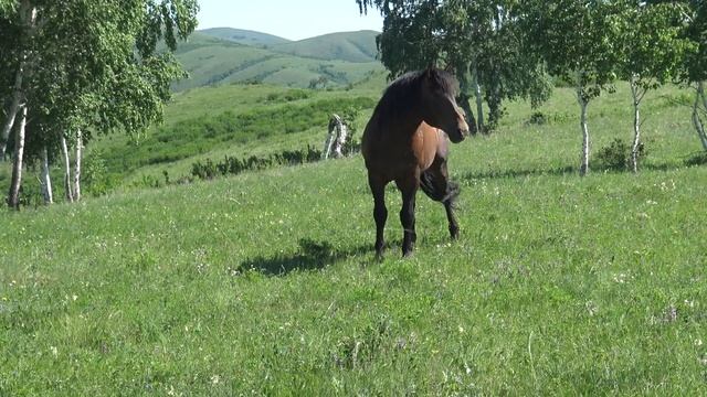Лошади на солонце смотреть онлайн