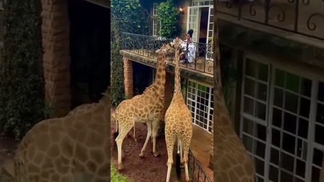 #жираф #животные #природа #красота смотреть онлайн