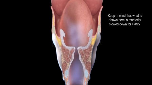 Physiology Of Human Voice Production - The Vocal Cord Mucosal Wave