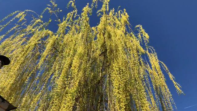 Ива цветёт смотреть онлайн