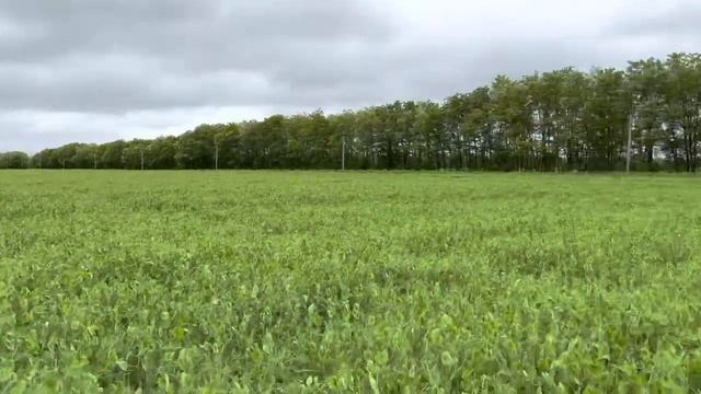 Горох Аксайский Усатый 7. 22.05.2023 смотреть онлайн